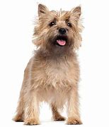 Image result for Terrier Dog Breeds List