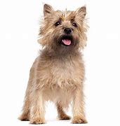 Image result for Different Terrier Breeds