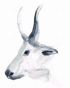 Image result for Drawing of Oxen