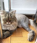 Image result for Lion Cut for Cats