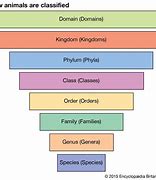 Image result for Taxonomy Classification Chart