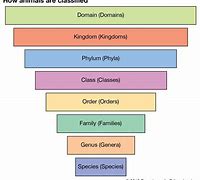 Image result for Genus Gratest Hits