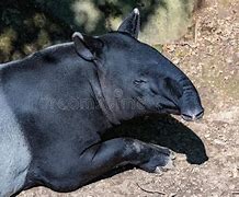 Image result for Malayan Tapir Running