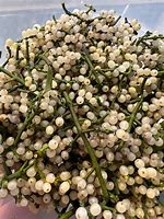 Image result for Mistletoe Seeds