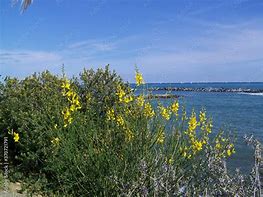 Image result for Genista Porlock Broom