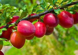 Image result for Plum Tree San Andres