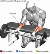 Image result for Forearm Curls