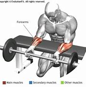 Image result for Forearm Curl Exercise