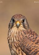 Image result for Lesser Kestrel