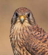 Image result for lesser kestrel habitat