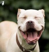 Image result for Adopt Pit Bull