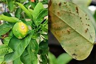 Image result for Black Bugs On Lemon Tree