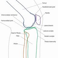 Image result for Lateral View of Knee Joint