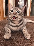 Image result for Happyy Cat