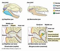 Image result for Animals Vole Jaw