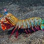 Image result for Krill Shrimp