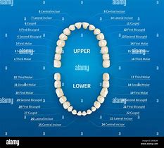 Image result for Adult Mouth Diagram