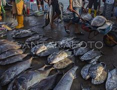 Image result for Penangkapan Ikan