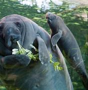 Image result for Cute Manatee