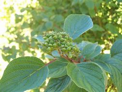 Image result for Dogwood Tree Berries