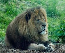 Image result for Whipsnade Lion