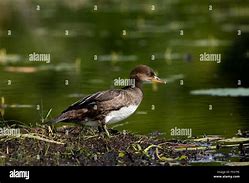 Image result for Immature Male Hooded Merganser