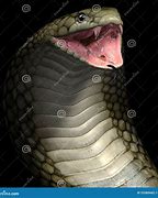 Image result for Cobra Snake Fangs