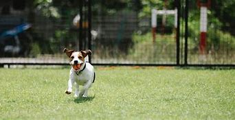 Image result for Dog Run