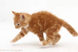 Image result for Kitten Running