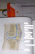 Image result for Knee Labeling