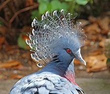 Image result for Victoria Crowned Pigeon