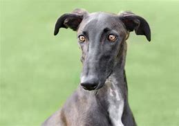 Image result for Galgo Dog Breed