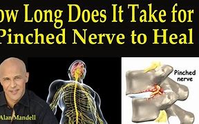 Image result for Pin Nerve Function