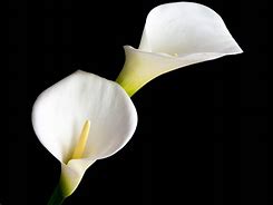 Image result for Red Calla Lily Flower