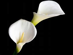 Image result for Calla Lily Flower Care