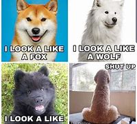 Image result for Funny Dog Looks