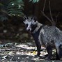 Image result for Raccoon Dangerous