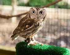 Image result for Owl Zoo