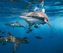 Image result for What Eats Sharks