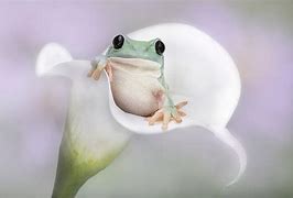 Image result for White Flower Frog