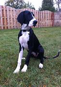 Image result for 5 Month Old Great Dane Puppy