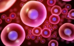 Image result for Blood Stem Cells