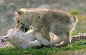 Image result for Alpha Wolf with Pups