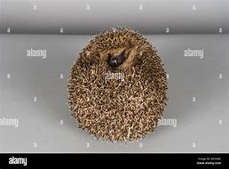 Image result for Hedgehog Ball