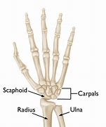 Image result for Wirist Bones