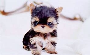 Image result for Cute Little Puppy Teacup Yorkie