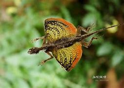 Image result for Flying Dragon Animal