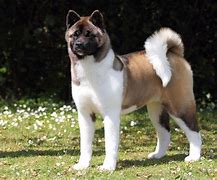 Image result for Black Akita Puppies