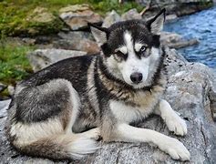 Image result for Grey Husky Puppies