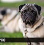 Image result for Popular Small Terrier Breeds